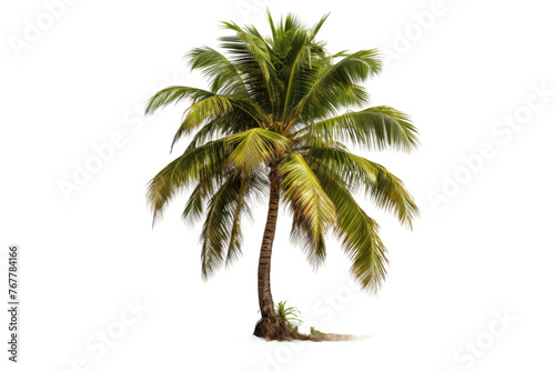 Majestic Palm Tree Dancing on a White Canvas. On a White or Clear Surface PNG Transparent Background.