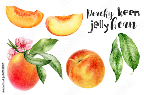 Watercolor illustration of peach fruits set close up. Design template for packaging, menu, postcards. © cosmicanna