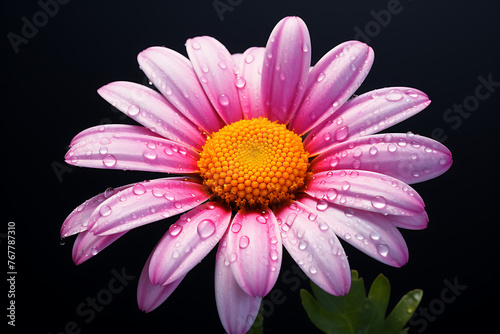 Colorful Daisy Flower