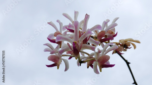 Closeup of blooming orchid branch, with cloudy sky in the background.