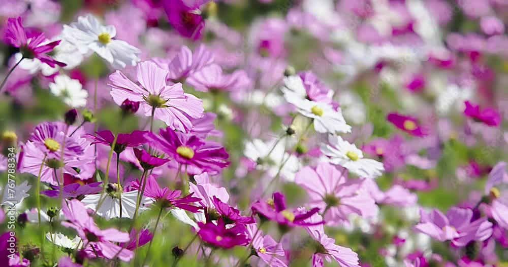 コスモスの花 秋桜 Cosmos flower fleur de cosmos コスモスの花 秋桜 Cosmos flower fleur de cosmos