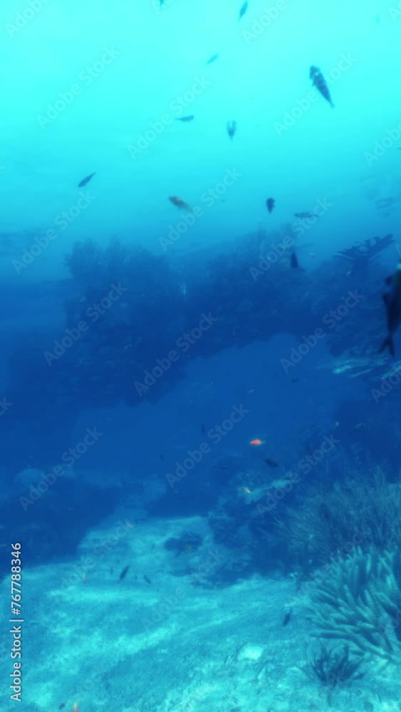 A vibrant coral reef teeming with a diverse school of fish A vibrant coral reef teeming with a diverse school of fish
