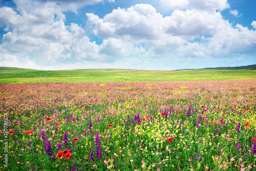 Spring flower meadow © Ubedullah