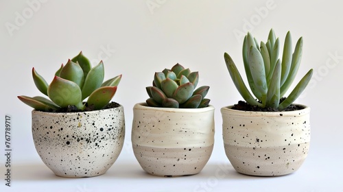 cactus in a pot on a white background