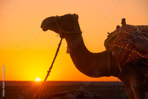 Beautiful silhouette of camel at sunset in hot desert