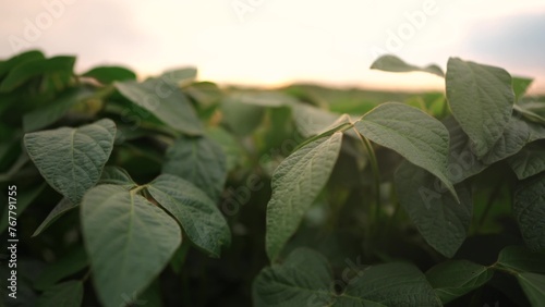 Agriculture. soybean plantation field a green beans close -up. concept of business agriculture. soy bean growing vegetables plant care. movement of green field soy bean. bio agricultural light farm