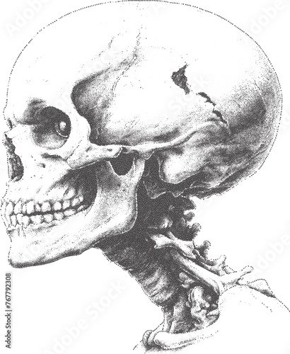 Halftone skull side profile vector illustration