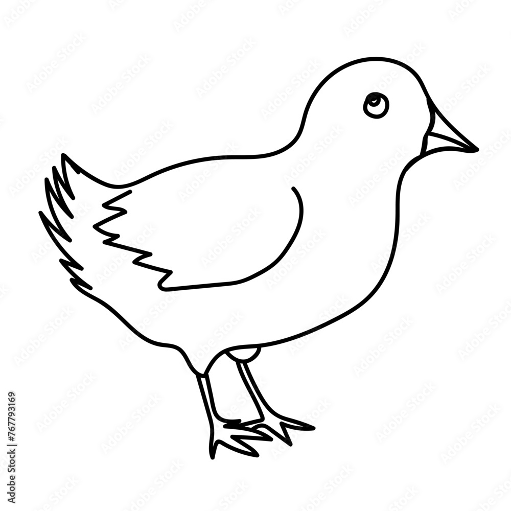 Chicken bird line drawing. Doodle vector illustration. Chicken bird line drawing. Doodle vector illustration.