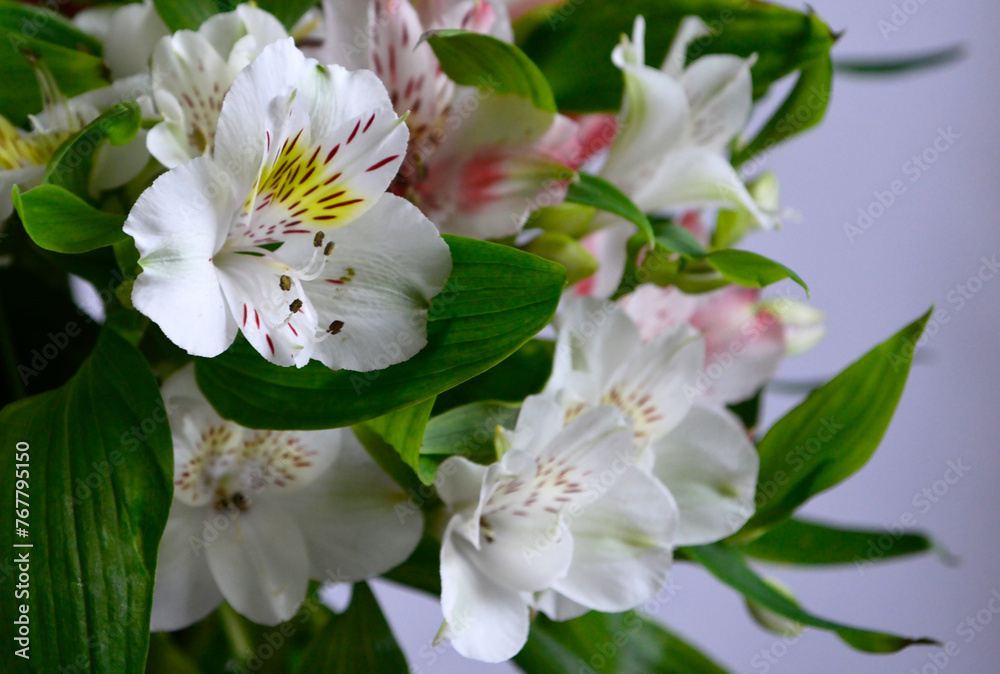 Obraz premium Alstroemeria