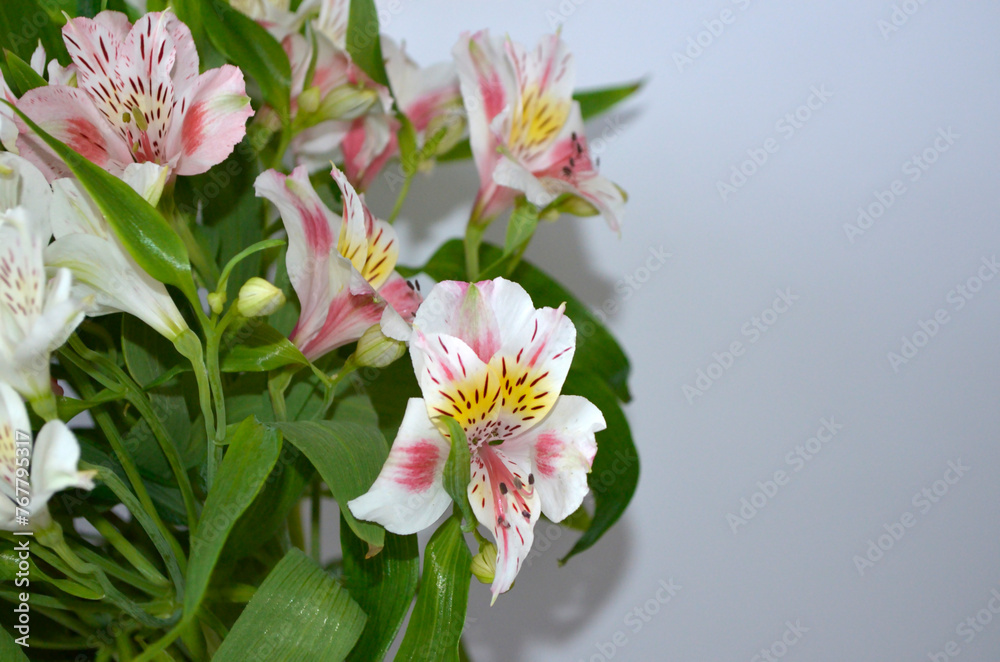 Obraz premium Alstroemeria