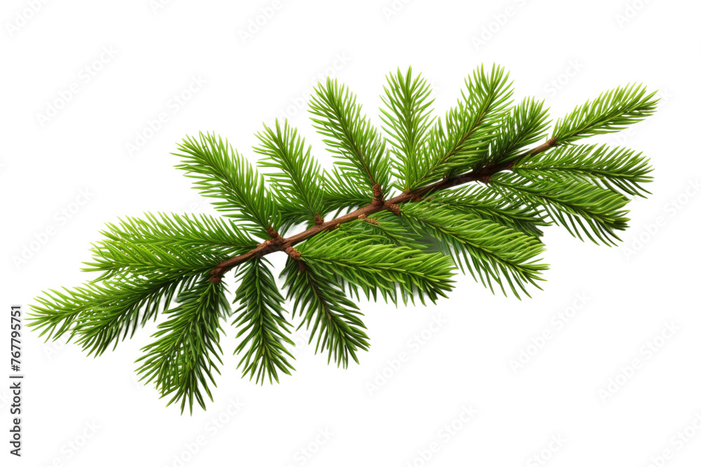 Whispers of Nature: A Pine Tree Branch on White. On a White or Clear Surface PNG Transparent Background.