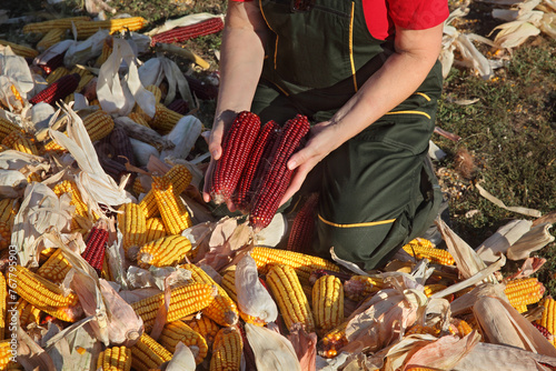 Closeup of farmers hands holding  red corn cob at a heap of crop, harvest time in field