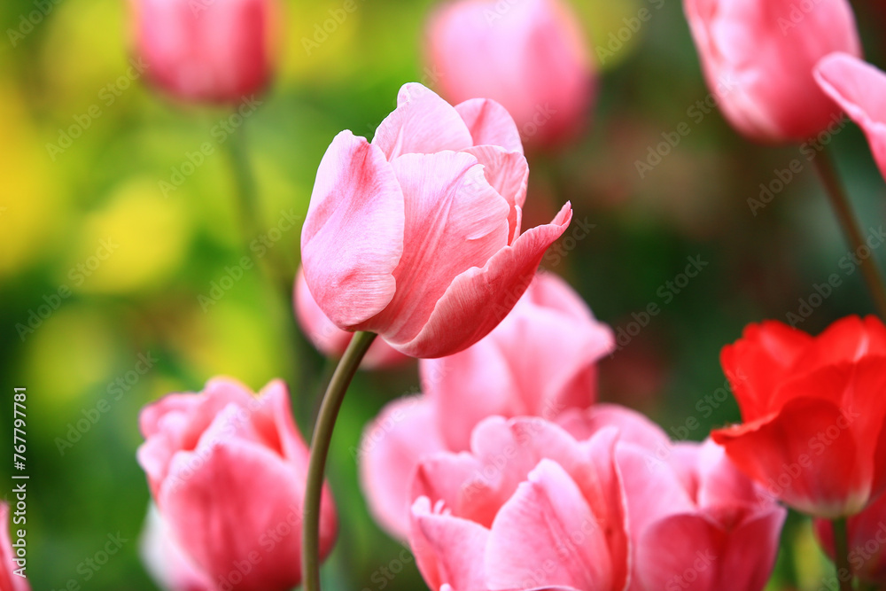 pink Tulip flowers blooming in the garden with soft background 