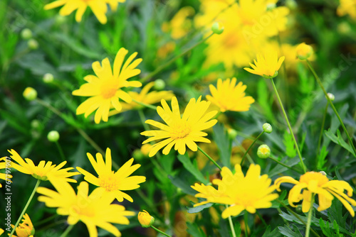 yellow Golden Queen or African Bush Daisy or Bull s-Eye or Golden Daisy Bush or Daisy Bush flowers blooming in the garden   