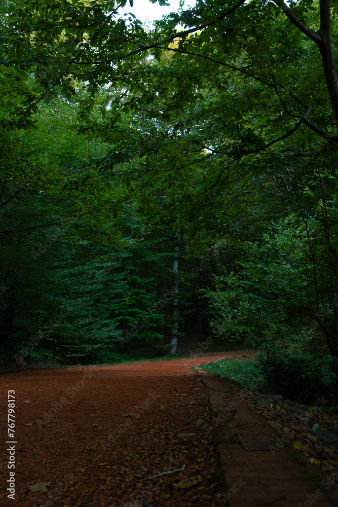 Fototapeta premium Moody view of a jogging trail in a lush forest