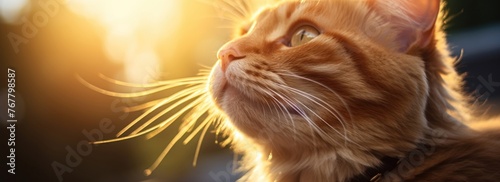 Fluffy ginger cat basking in golden sunlight. Relaxing Sunny Day