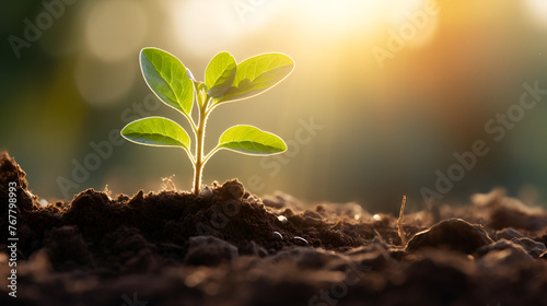 young plant growing on nature view with sunlight with blurry backgroundyoung plant growing on nature view with sunlight with blurry backgroundyoung plant growing on nature view with sunlight with blur