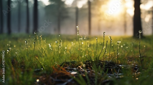 a beautiful spring landscape with dew on the grass in a forest glade after rain, sunlight and beautiful nature © soleg