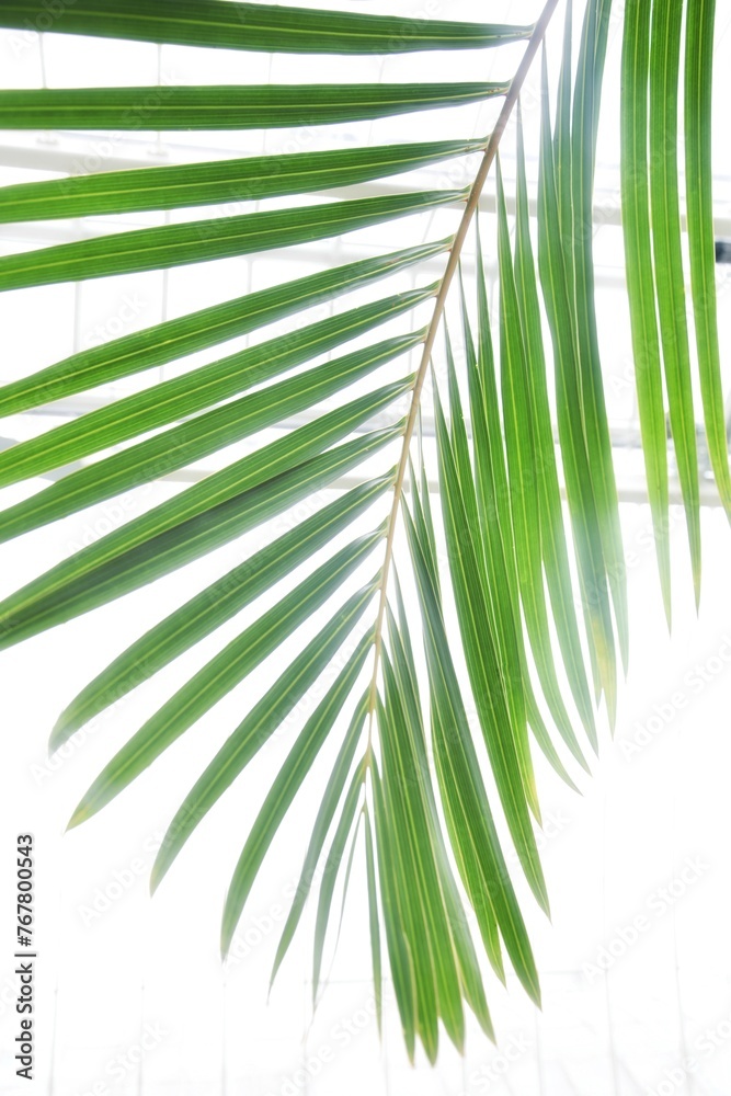 Fototapeta premium Palm leaf in a tropical greenhouse.Background