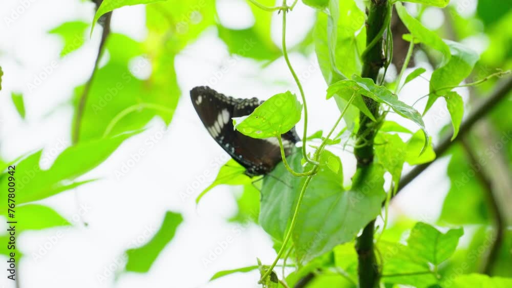 beautiful wild butterfly beautiful wild butterfly