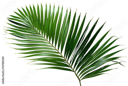 Elegant Palm Leaf in Serene White Surroundings. On a White or Clear Surface PNG Transparent Background.