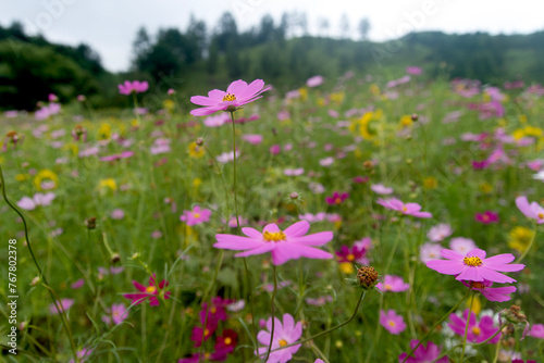 View of the cosmos flower in the field