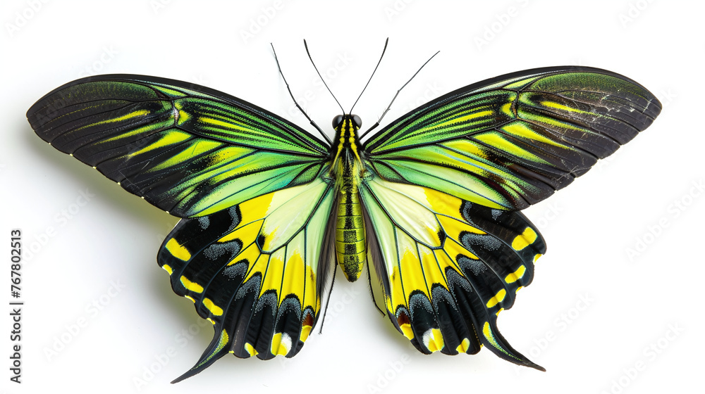 Obraz premium beautiful green butterfly isolated on white