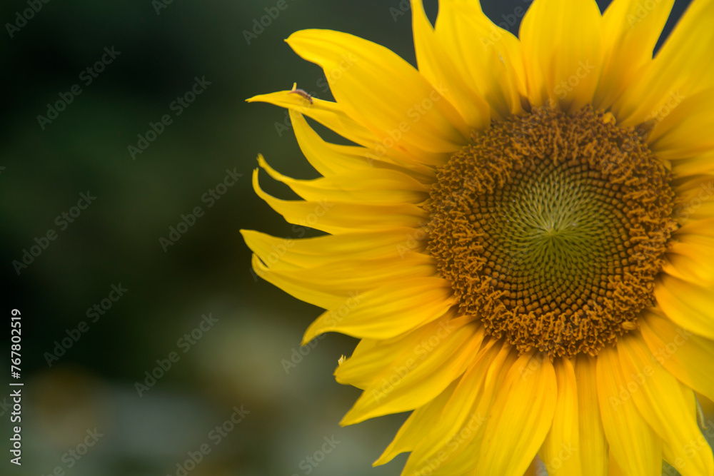 View of the sunflower in summner View of the sunflower in summner