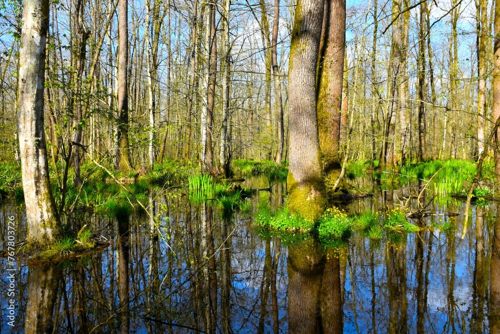 Fototapeta premium Flooded Krakov wetland forest with pedunculate oak (Quercus robur) and horbeam (Carpinus betulus) trees and a reflection in the water in Dolenjska, Slovenia