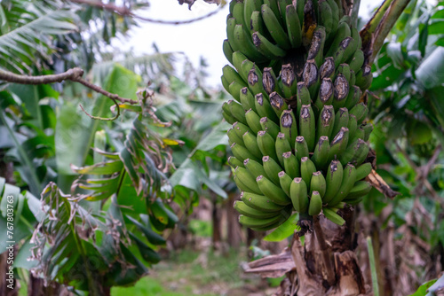 Bunch of ripe bananas hanging on trees in a banana plantation on Terceira Island  Azores. Tropical fruit farm scenery.