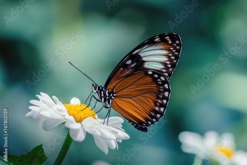 Braun butterfly with closed wings on a white flower. High quality photo.. Selective focus © darshika