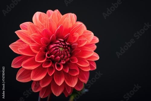 red dahlia. Flower on the black isolated background with clipping path. For design. Closeup. Nature. © darshika