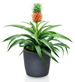 Pineapple on its parent plant in flower pot. File contains clipping path.