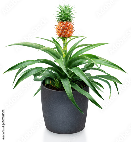 Pineapple on its parent plant in flower pot. File contains clipping path. © volff
