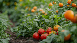 A bountiful vegetable garden, with colorful ripe produce as the background, during summer harvesting