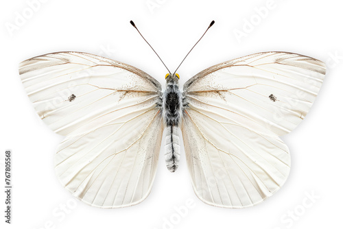 Beautiful Small White butterfly isolated on a white background with clipping path