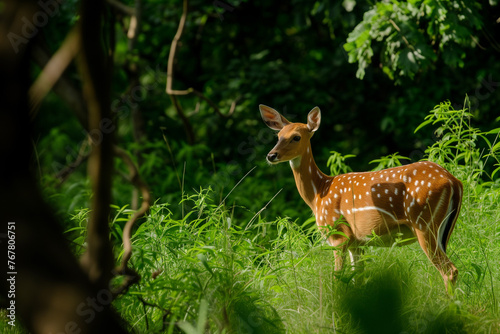 A deer is standing in a lush green field. The deer is small and brown with white spots. Concept of peace and tranquility, as the deer is surrounded by nature and he is enjoying its surroundings © Nataliia_Trushchenko