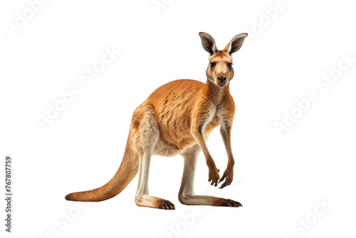 Majestic Kangaroo Balancing Act. On a White or Clear Surface PNG Transparent Background. © Usama
