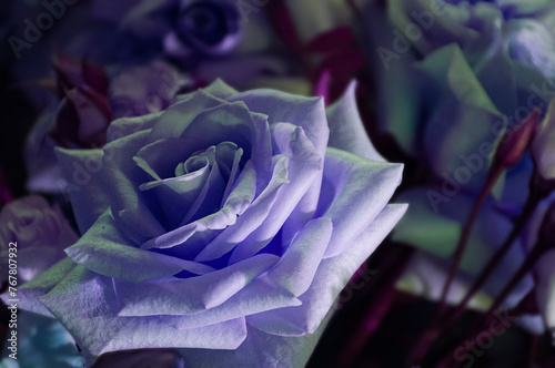 Lilac rosebud close-up with purple light and selective focus on petals. Postcard, purple rose in lilac light on dark blurred background.
