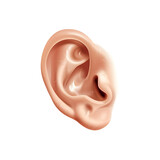 Human ear isolated on white 