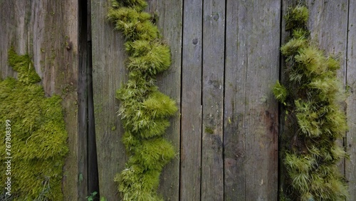 Explore the picturesque charm of the old wooden walls, their shabby surfaces softened by the verdant embrace of moss, blending seamlessly with their natural surroundings.