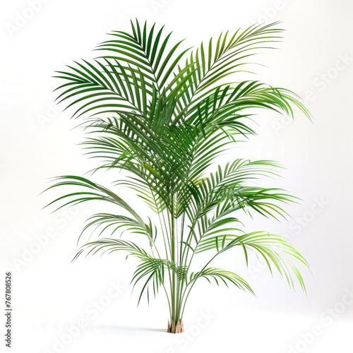 Minimalist composition of palm leaves on a white background. © Only PNG