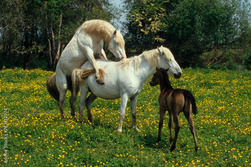 Fototapeta premium Cheval camarguais, accouplement, poulin, Camargue, 13, Bouches du Rhône, France