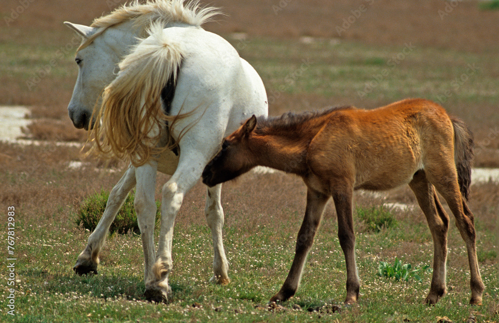 Cheval camarguais, femelle, poulin, Camargue, 13, Bouches du Rhône, France Cheval camarguais, femelle, poulin, Camargue, 13, Bouches du Rhône, France