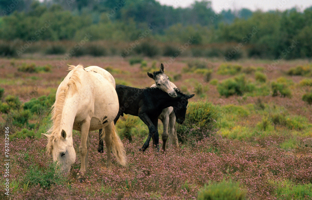 Fototapeta premium Cheval camarguais, femelle, poulin, Camargue, 13, Bouches du Rhône, France