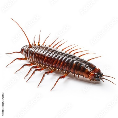 Photo of centipede Isolated on white background