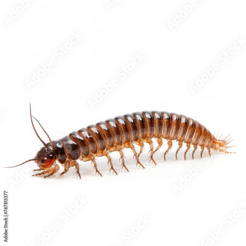 Photo of centipede Isolated on white background