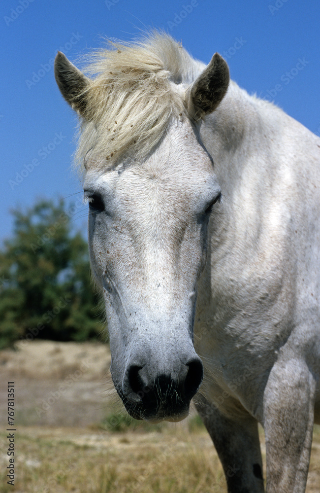 Fototapeta premium Cheval camarguais, Camargue, 13, Bouches du Rhône, France