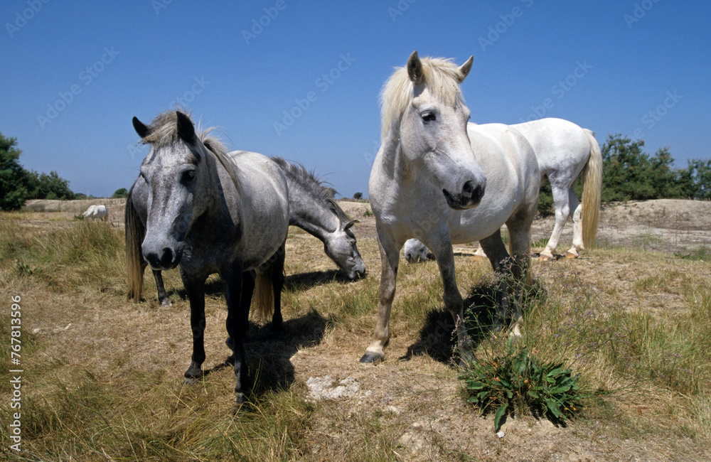 Cheval camarguais, Camargue, 13, Bouches du Rhône, France