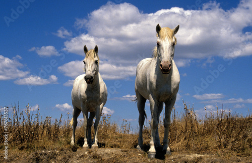 Cheval camarguais, Camargue, 13, Bouches du Rhône, France
